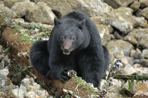 bear watching in Tofino
