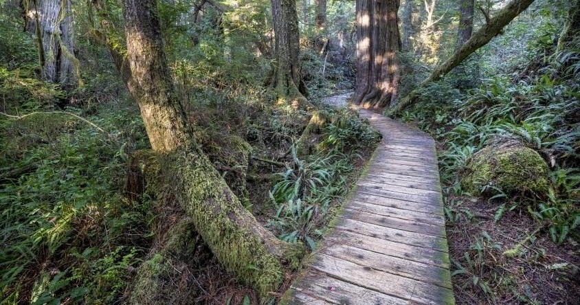 Big Tree Trail